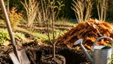 Planter maintenant un cerisier de Nankin pour récolter des cerises rouges dès juin
