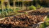 Bêcher son potager en octobre ? Non : le griffage et 10–15 cm de paillage protègent la vie du sol