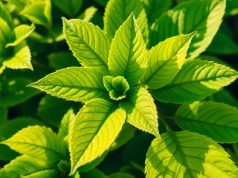 Voici pourquoi les feuilles jaunes ne signifient pas toujours une plante malade Voici pourquoi les feuilles jaunes ne signifient pas toujours une plante malade