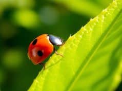Ce petit insecte dans votre jardin est votre meilleur allié contre les parasites Ce petit insecte dans votre jardin est votre meilleur allié contre les parasites