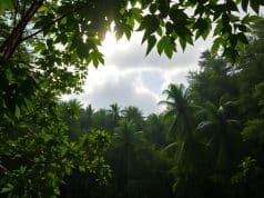 Ce que révèle l’odeur de l’air après la pluie sur la pollution locale Ce que révèle l’odeur de l’air après la pluie sur la pollution locale