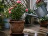 Arroser un rosier en pot : fréquence, quantité et technique Arroser un rosier en pot : fréquence, quantité et technique