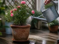 Arroser un rosier en pot : fréquence, quantité et technique Arroser un rosier en pot : fréquence, quantité et technique