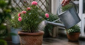 Arroser un rosier en pot : fréquence, quantité et technique Arroser un rosier en pot : fréquence, quantité et technique