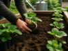Comment planter des fraisiers : guide complet Comment planter des fraisiers : guide complet
