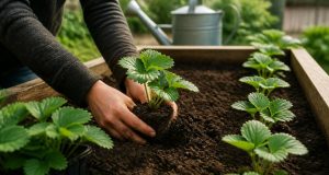 Comment planter des fraisiers : guide complet Comment planter des fraisiers : guide complet