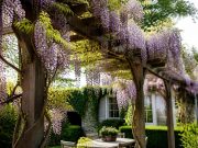 Fabriquer une pergola pour glycine : guide solide et complet Fabriquer une pergola pour glycine : guide solide et complet