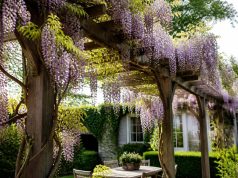 Fabriquer une pergola pour glycine : guide solide et complet Fabriquer une pergola pour glycine : guide solide et complet