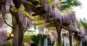 Fabriquer une pergola pour glycine : guide solide et complet Fabriquer une pergola pour glycine : guide solide et complet