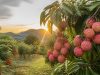 L’arbre à litchi : culture, entretien et conseils pratiques L'arbre à litchi : culture, entretien et conseils pratiques