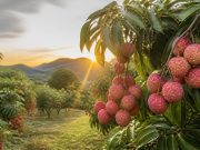 L’arbre à litchi : culture, entretien et conseils pratiques L'arbre à litchi : culture, entretien et conseils pratiques