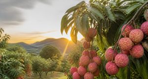 L’arbre à litchi : culture, entretien et conseils pratiques L'arbre à litchi : culture, entretien et conseils pratiques