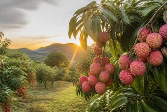 L’arbre à litchi : culture, entretien et conseils pratiques L'arbre à litchi : culture, entretien et conseils pratiques