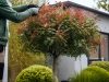 Le photinia en arbre : taille, hauteur et conseils Le photinia en arbre : taille, hauteur et conseils