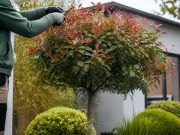 Le photinia en arbre : taille, hauteur et conseils Le photinia en arbre : taille, hauteur et conseils