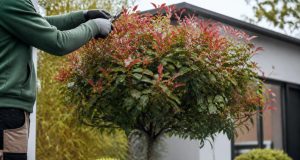 Le photinia en arbre : taille, hauteur et conseils Le photinia en arbre : taille, hauteur et conseils