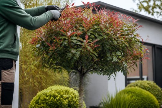 Le photinia en arbre : taille, hauteur et conseils Le photinia en arbre : taille, hauteur et conseils