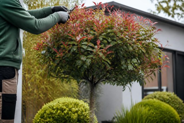 Le photinia en arbre : taille, hauteur et conseils Le photinia en arbre : taille, hauteur et conseils