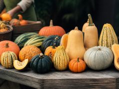 Les différents types de courges : guide des variétés Les différents types de courges : guide des variétés