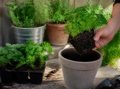 Quand et comment planter le persil au jardin ou en pot Quand et comment planter le persil au jardin ou en pot
