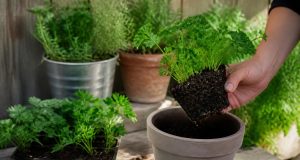 Quand et comment planter le persil au jardin ou en pot Quand et comment planter le persil au jardin ou en pot