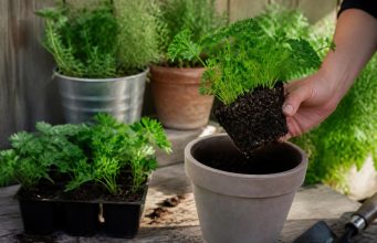 Quand et comment planter le persil au jardin ou en pot Quand et comment planter le persil au jardin ou en pot