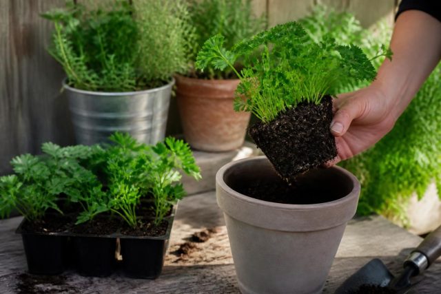 Quand et comment planter le persil au jardin ou en pot Quand et comment planter le persil au jardin ou en pot
