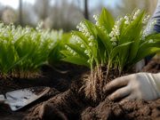 Quand planter du muguet ? Le guide complet pour une belle floraison Quand planter du muguet ? Le guide complet pour une belle floraison