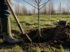 Quand planter un pommier ? Période idéale et conseils 2026 Quand planter un pommier ? Période idéale et conseils 2026