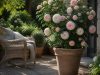 Rosier grimpant en pot : guide complet 2026 Rosier grimpant en pot : guide complet 2026