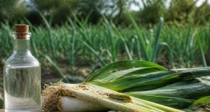Vinaigre blanc contre le ver du poireau : efficace vraiment ? Vinaigre blanc contre le ver du poireau : efficace vraiment ?