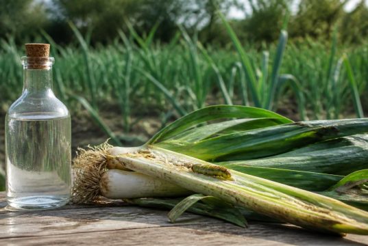 Vinaigre blanc contre le ver du poireau : efficace vraiment ? Vinaigre blanc contre le ver du poireau : efficace vraiment ?