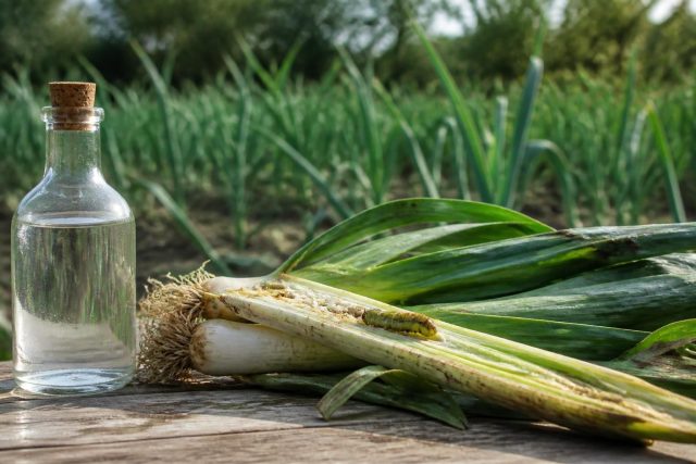 Vinaigre blanc contre le ver du poireau : efficace vraiment ?