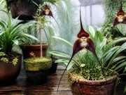 L’orchidée tête de mort : identifier et cultiver la Dracula L'orchidée tête de mort : identifier et cultiver la Dracula