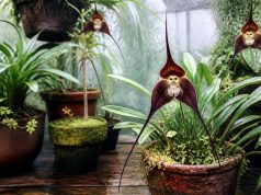 L’orchidée tête de mort : identifier et cultiver la Dracula L'orchidée tête de mort : identifier et cultiver la Dracula