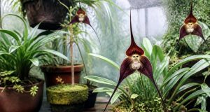 L’orchidée tête de mort : identifier et cultiver la Dracula L'orchidée tête de mort : identifier et cultiver la Dracula