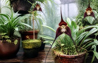 L’orchidée tête de mort : identifier et cultiver la Dracula L'orchidée tête de mort : identifier et cultiver la Dracula
