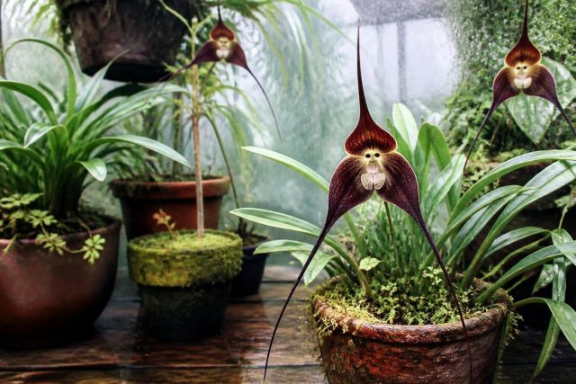 L'orchidée tête de mort : identifier et cultiver la Dracula L'orchidée tête de mort : identifier et cultiver la Dracula