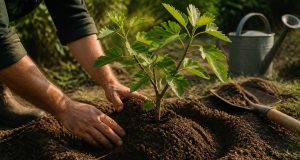 Quand et comment planter un figuier au jardin ? Quand et comment planter un figuier au jardin ?