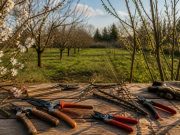 Quand tailler les arbres fruitiers ? Calendrier complet par espèce Quand tailler les arbres fruitiers ? Calendrier complet par espèce