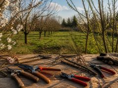 Quand tailler les arbres fruitiers ? Calendrier complet par espèce Quand tailler les arbres fruitiers ? Calendrier complet par espèce