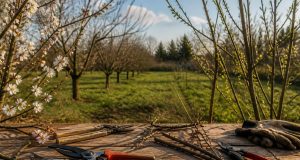 Quand tailler les arbres fruitiers ? Calendrier complet par espèce Quand tailler les arbres fruitiers ? Calendrier complet par espèce