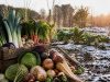 Les légumes de décembre : liste complète et conseils de jardinier Les légumes de décembre : liste complète et conseils de jardinier