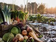 Les légumes de décembre : liste complète et conseils de jardinier Les légumes de décembre : liste complète et conseils de jardinier