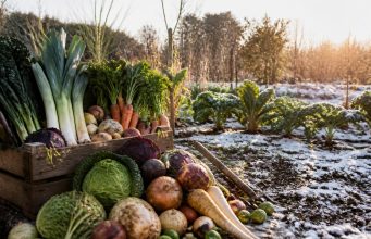 Les légumes de décembre : liste complète et conseils de jardinier Les légumes de décembre : liste complète et conseils de jardinier