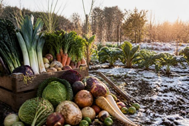 Les légumes de décembre : liste complète et conseils de jardinier Les légumes de décembre : liste complète et conseils de jardinier